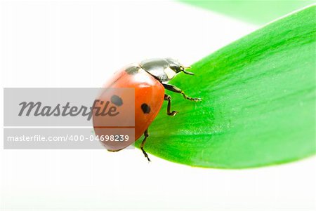 red ladybug on green grass isolated on white