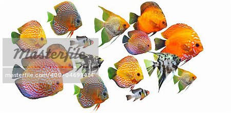 group of fishes on a white background