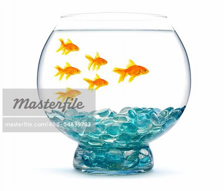 Gold fish in aquarium on a white background