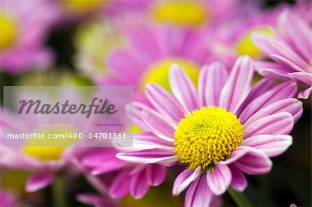 Close up of daisies field in a morning.