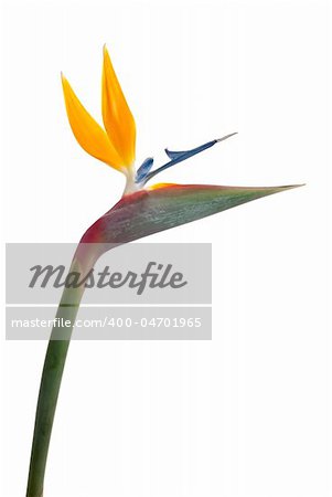 Bird of paradise flower (Strelitzia reginae) isolated on white background