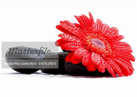 red gerber daisy and pebbles isolated on white - spa concept