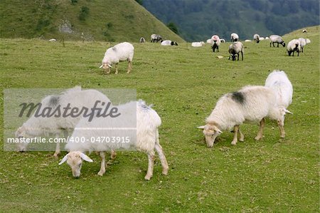 Green meadow with Pyrenees sheeps grass landscape