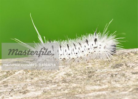 Hickory Tussock Moth Caterpiller crawling along on a wooden fence.