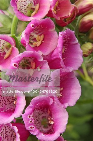 Digitalis Purpurea - plant used by the drug industry to make heart medicine