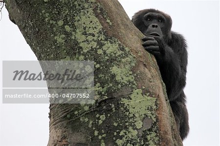 Chimpanzee Sanctuary, Game Reserve - Uganda, East Africa