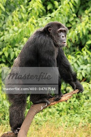 Chimpanzee Sanctuary, Game Reserve - Uganda, East Africa