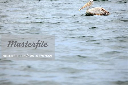 Pelican - Wildlife Sanctuary, Game Reserve - Uganda, East Africa