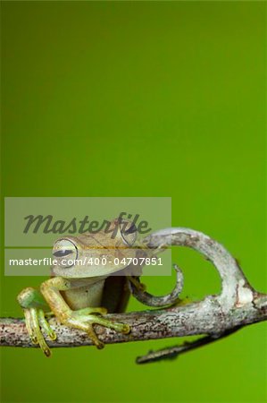tree forg golden color rainforest amphibian on branch background copy space