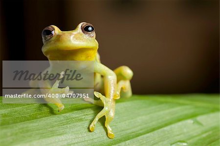 frog amphibian treefrog rainforest branch tropical