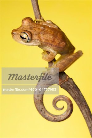 frog amphibian treefrog rainforest branch copy space background