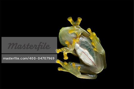 transparent belly of a glass frog heart and intestines visible