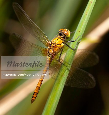 dragonfly close up big eyes beautiful animal wings diagonal background with copy space