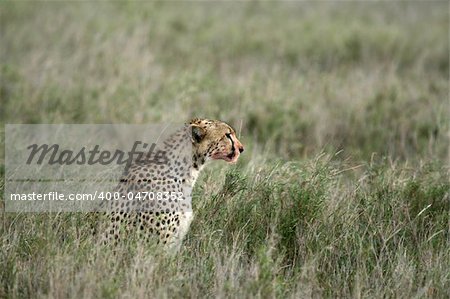 Cheetah - Serengeti Wildlife Conservation Area, Safari, Tanzania, East Africa