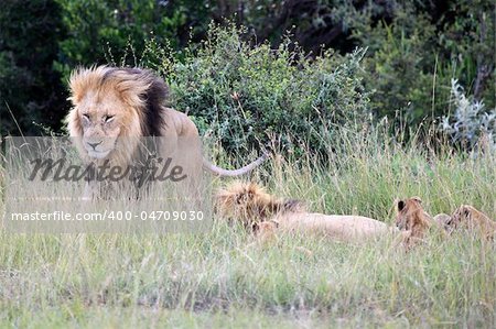 Lion - Maasai Mara National Park in Kenya, Africa
