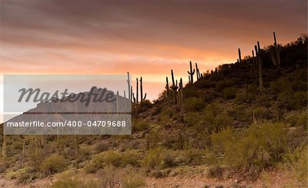 cactus and desert scenery