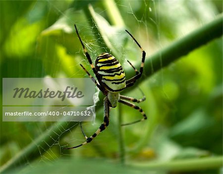 Big dangerous spider in the web