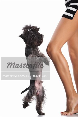 Dancing dog at naked feet of the woman. Image isolated in my studio.