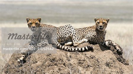 The cheetah (Acinonyx jubatus) is an atypical member of the cat family (Felidae) that is unique in its speed, while lacking strong climbing abilities.