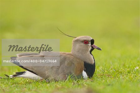 Southern Lapwing (Vanellus chilensis), in a field in Argentina.