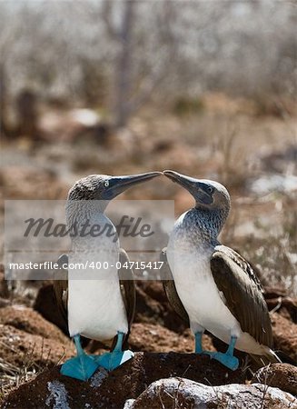 The Blue-footed Booby (Sula nebouxii) is a bird in the Sulidae family which comprises ten species of long-winged seabirds. The natural breeding habitat of the Blue-footed Booby is tropical and subtropical islands off the Pacific Ocean, most famously, the Galapagos Islands, Ecuador.