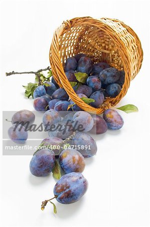 Fresh picked plums scattered from wicker basket isolated on white background