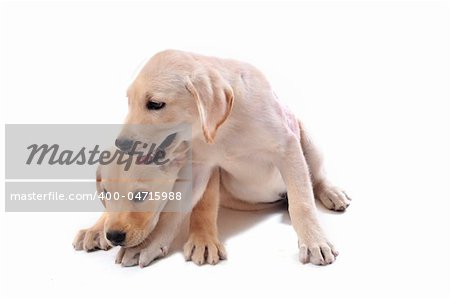 two purebred puppies labrador retriever  on a white background