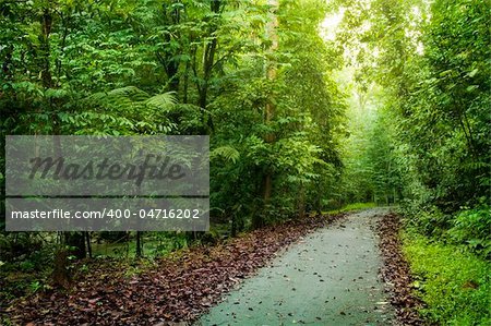 Path heading to deep tropical rainforest. Selangor state, Malaysia, Asia.