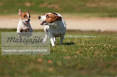 Energetic Jack Russell Terrier Dogs Running on the Grass Field.