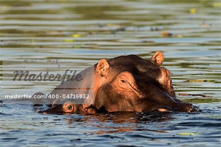 The cub of a hippopotamus hides in water near to the mother.