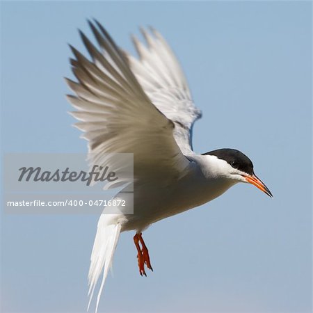 The Common Tern (Sterna hirundo) is a seabird of the tern family Sternidae. This bird has a circumpolar distribution breeding in temperate and sub-Arctic regions of Europe, Asia and east and central North America. It is strongly migratory, wintering in coastal tropical and subtropical regions. It is sometimes known as the sea swallow.