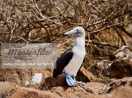 Blue-footed booby. The light bird with brightly blue feet sits on brown stones of a lava
