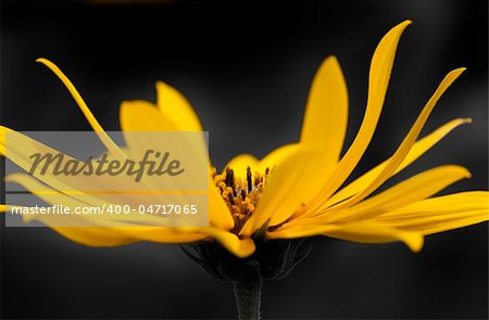 An image of a beautiful dreamy yellow flower over black background