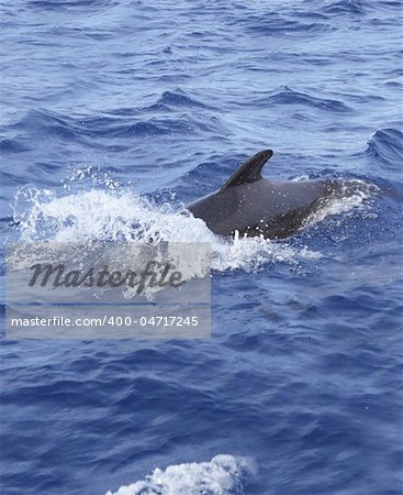 pilot whale free in open sea blue mediterranean swimming