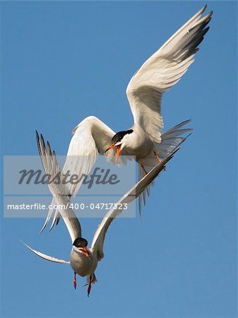 Two Terns have arranged fight in air. The Common Tern is a seabird of the tern family Sternidae.