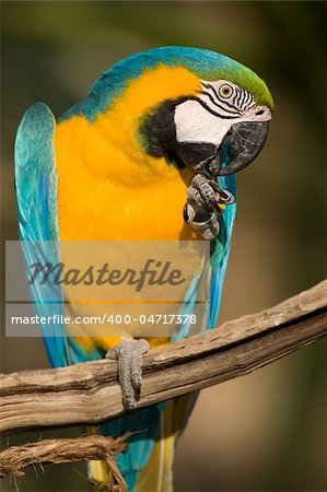 Colorful parrot eating and looking at the camera, close up.