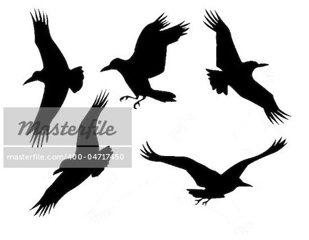 vector silhouette of the group raven isolated on white background