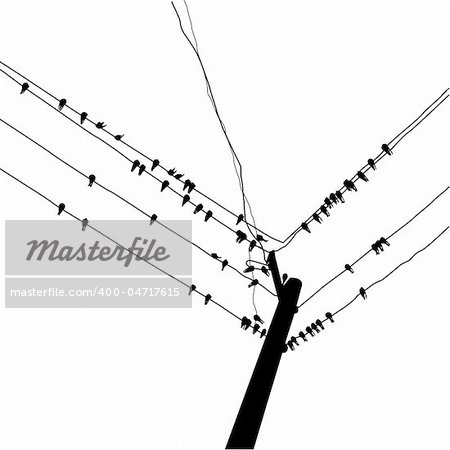 vector silhouette swallow reposing on electric wire
