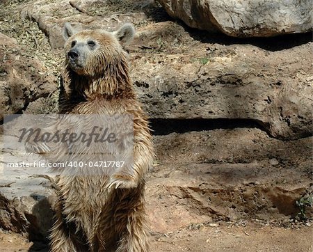brown grizzly bear standing with an expression