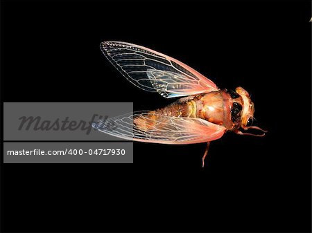 insect cicada eclosion  at night