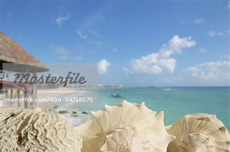 sea shells in Playa del Carmen Quintana Roo Mexico Riviera Maya