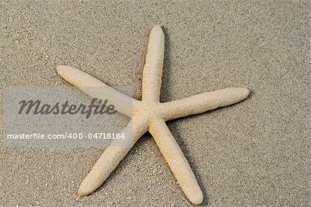 Close up of Starfish on the sand