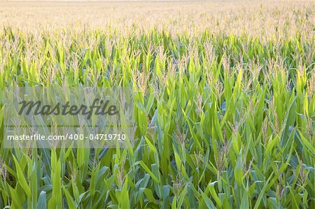 Corn Field seen backlighted - end of summer.