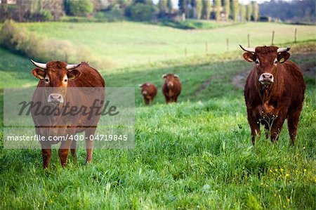 some cows pasturing in green fields