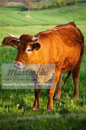 some cows pasturing in green fields