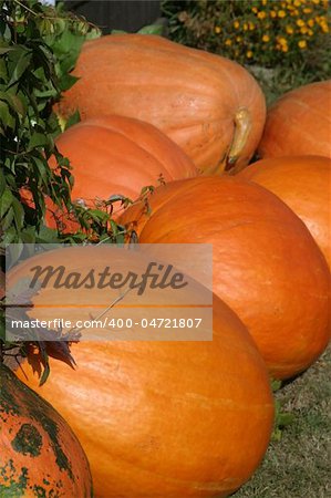 Big bright orange organic pumpkins. Shallow dof