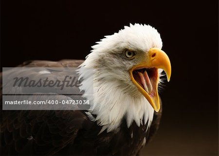 Portrait of a Bald Eagle