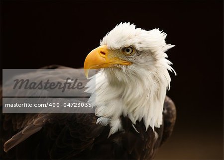 Portrait of a Bald Eagle