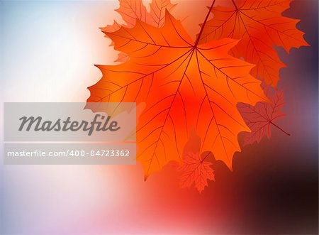 Maple leaf against sunrise. EPS 8 vector file included