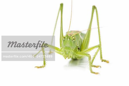closeup of an grasshopper from front on white background
